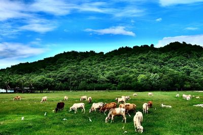 Cows grazing on field against sky