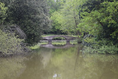 Arch bridge over lake in forest