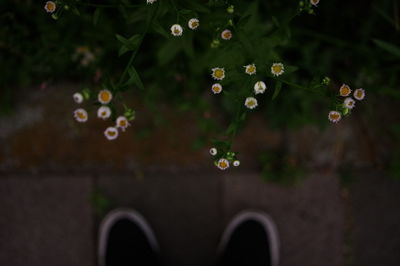 Close-up of raindrops on plant