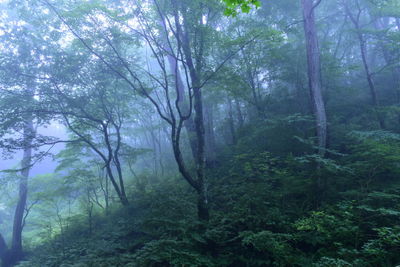 Trees in forest