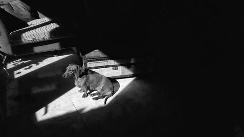 High angle view of dog on floor