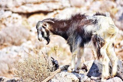 Goat on crete island in greece