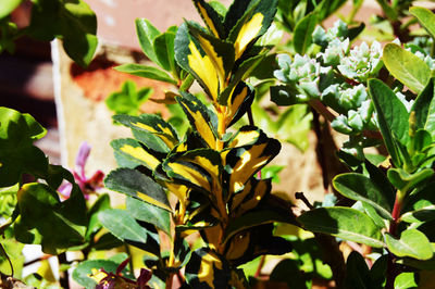 Close-up of fresh green leaves