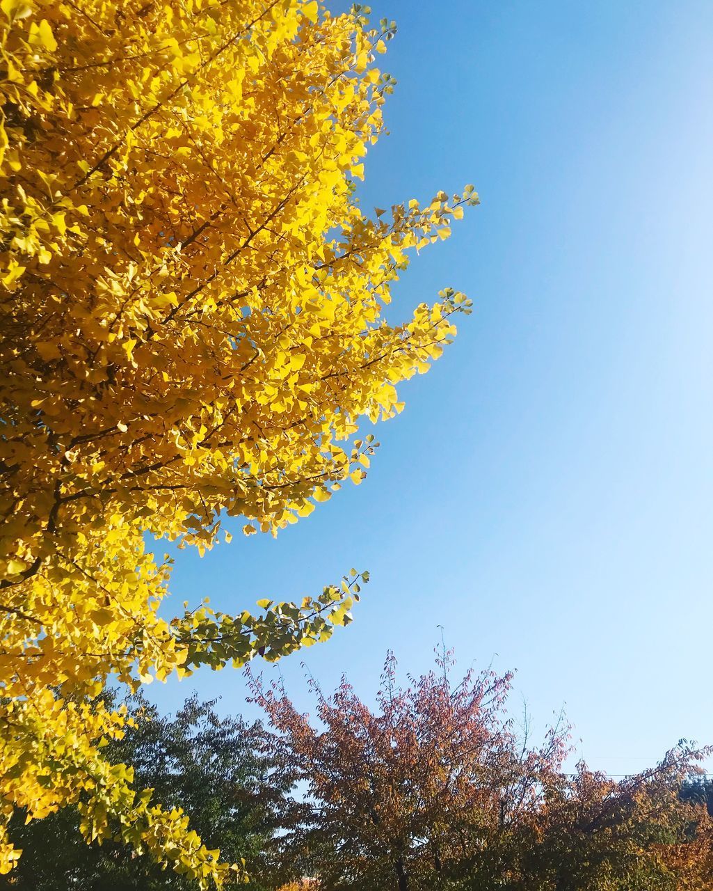 LOW ANGLE VIEW OF YELLOW FLOWERING PLANTS AGAINST CLEAR SKY