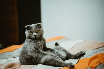 Cat looking away while sitting on bed at home