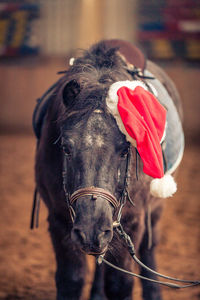 Close-up of a horse