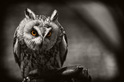 Close-up of great horned owl