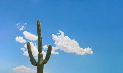 Low angle view of plant against blue sky