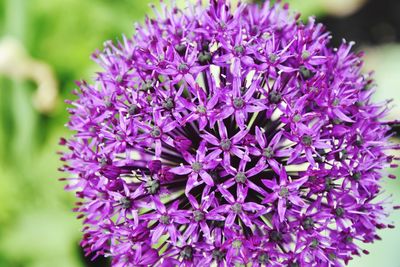 Close-up of purple flowering plant