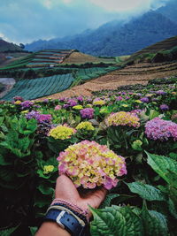 Cropped hand holding flowering plants