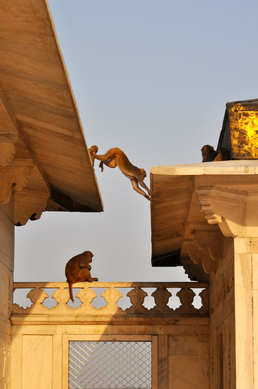 LOW ANGLE VIEW OF A HORSE IN BUILDING