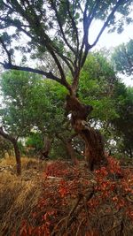 Tree in forest against sky