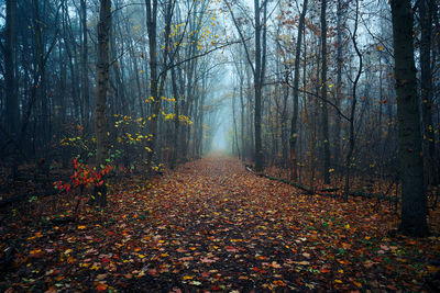 Footpath amidst trees in forest during autumn