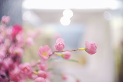 Close-up of pink flowering plant