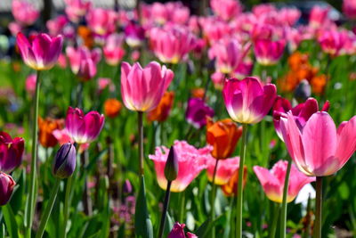 Close-up of pink tulips