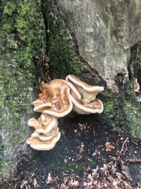 High angle view of mushrooms growing on tree trunk