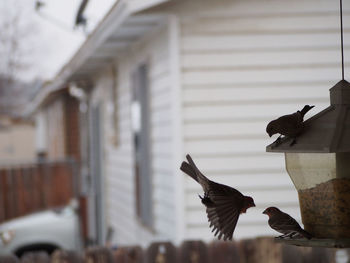 Birds perching on feeder against house