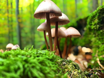 Close-up of mushrooms growing on land