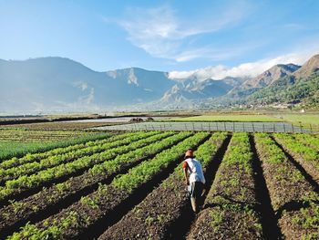 Scenic view of agricultural field against sky