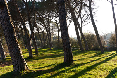 Trees on landscape against sky