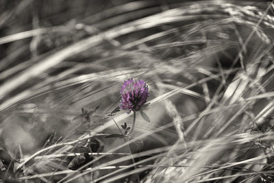 Close-up of flowers blooming in field