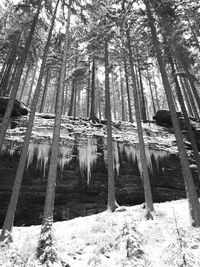 View of trees in forest during winter