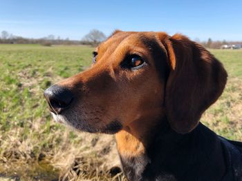 Close-up of dog looking away