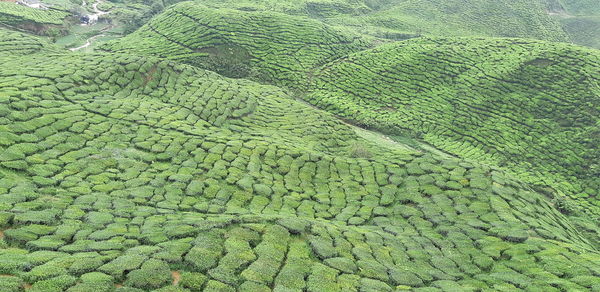 High angle view of corn field