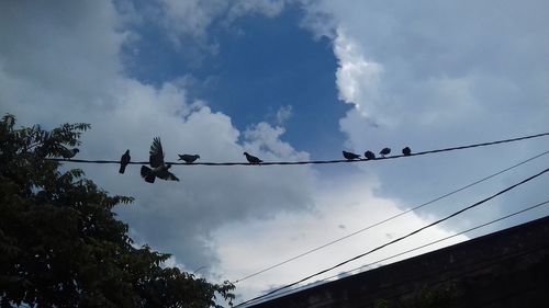 Low angle view of birds perching on cable against sky