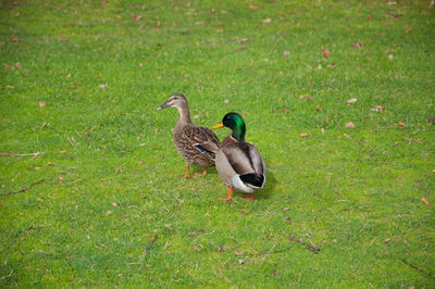 Duck on field