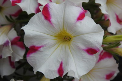 Close-up of pink flowers blooming outdoors