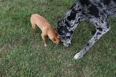 High angle view of dog on field