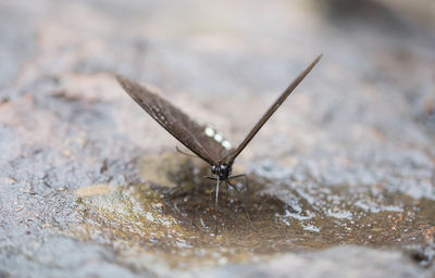 Close-up of butterfly