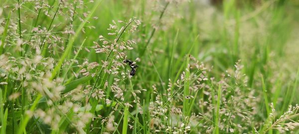 View of insect on plant or grass
