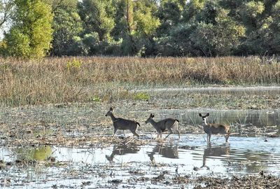 View of deer on field by lake