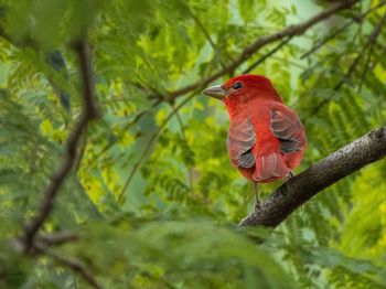 Bird perching on a tree