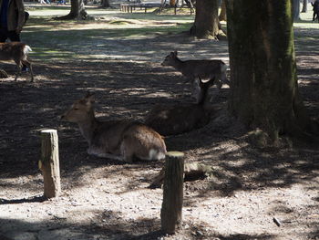 Deer in a field