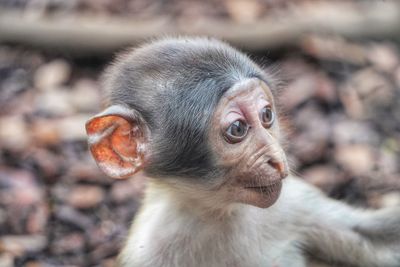 Close-up of monkey