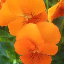 Close-up of orange flowers blooming outdoors