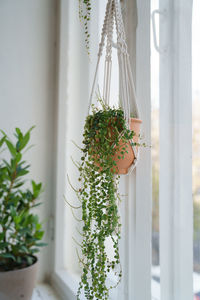 Handmade cotton macrame plant hanger hanging from the window in living room. love for indoor plants