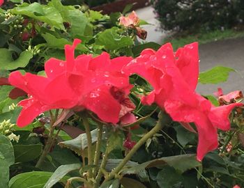 Close-up of pink flowers