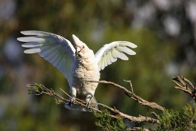 Close up of a little corella on a branch spreading its wings, dunsborough, western australia