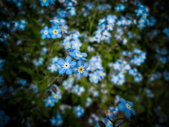 Low angle view of white flowering plant