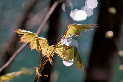 Close-up of maple leaves