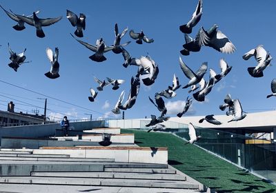 Seagulls flying against the sky