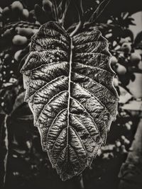 Close-up of dried leaf on plant