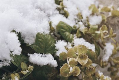 Close-up of snow on plants during winter