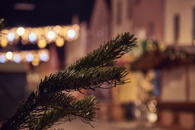 Close-up of illuminated christmas lights at night