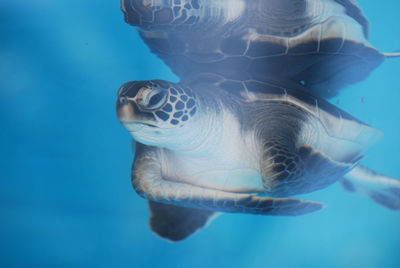 Baby sea turtle reflecting underwater.