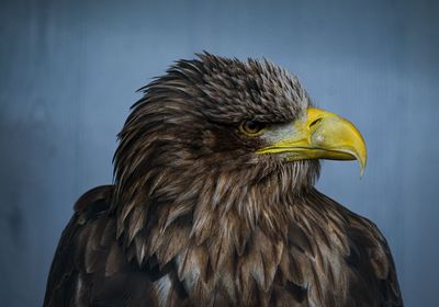 Eagle on watch